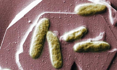 科學(xué)家研制生物電池 未來手機或可靠糞便驅(qū)動