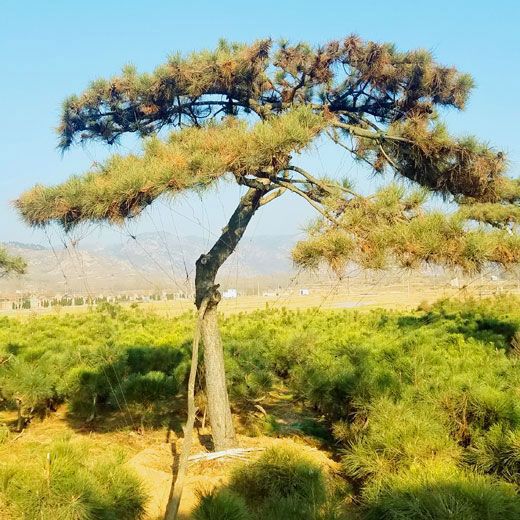 山東造型松樹價(jià)格怎么樣，山東造型松基地就看秀景園林