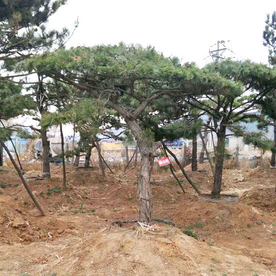 造型景觀松找秀景園林_品種優(yōu)良，造型景觀松價(jià)格